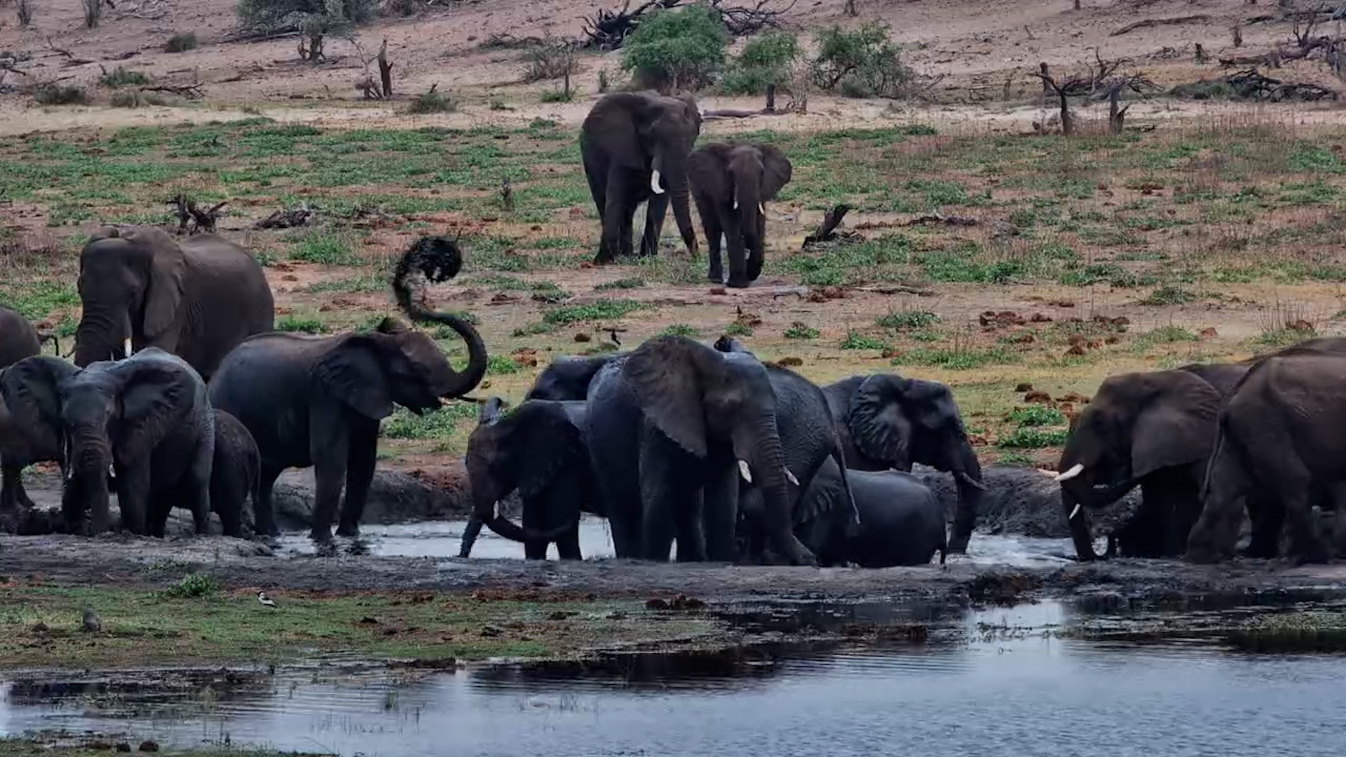 The Whole Elephant Herd Comes to Drink and Splash at Moela