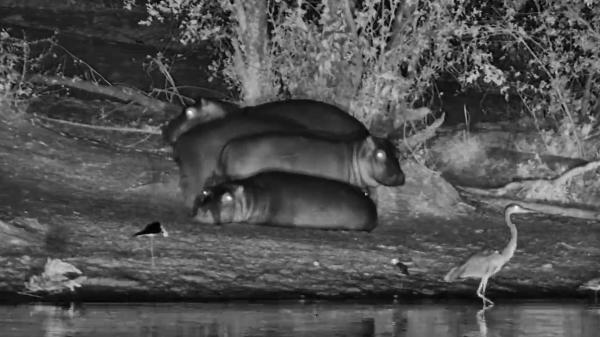 Apparently This Is the Hippo Chill Zone