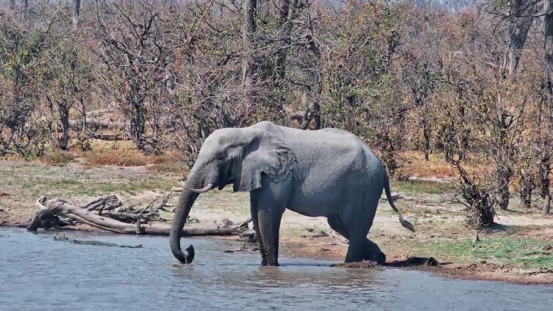 One Elephant, One Quick Drink, Then He’s Off