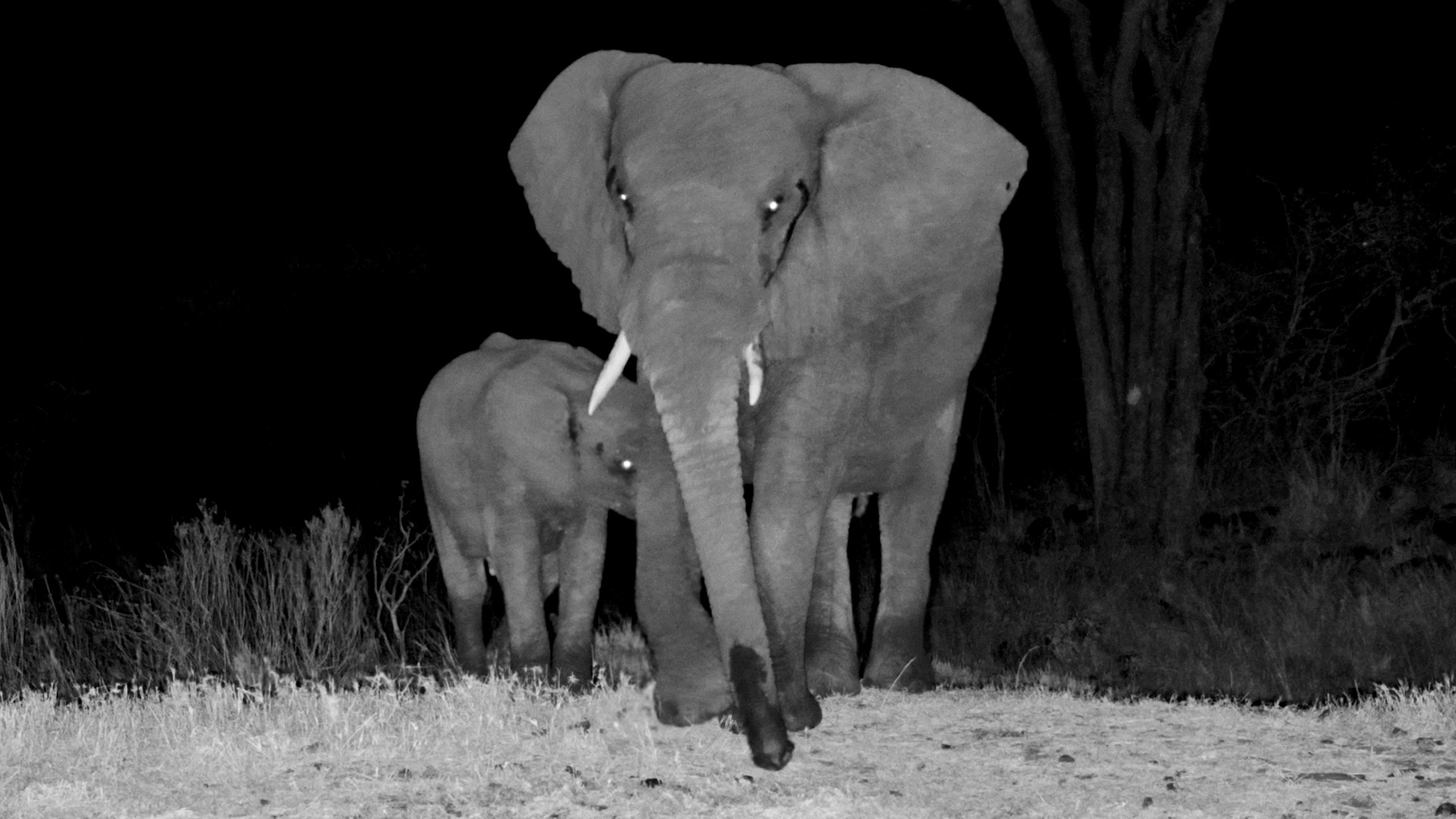 A Quiet Night time Feed for This Little Elephant