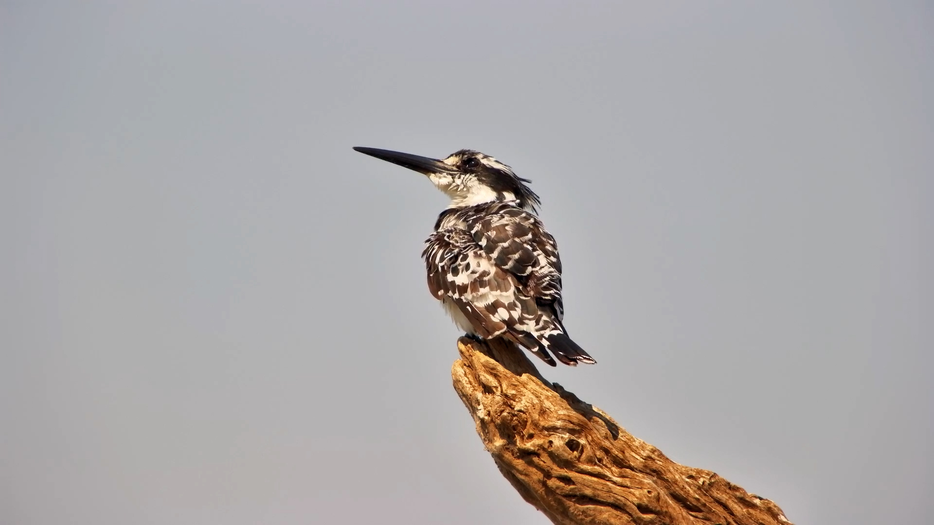 This Kingfisher Takes Feather Care VERY Seriously