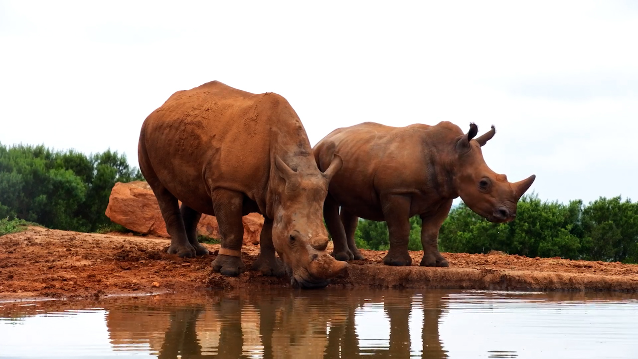 Just Rhinos Enjoying a Quiet Drink in the Day