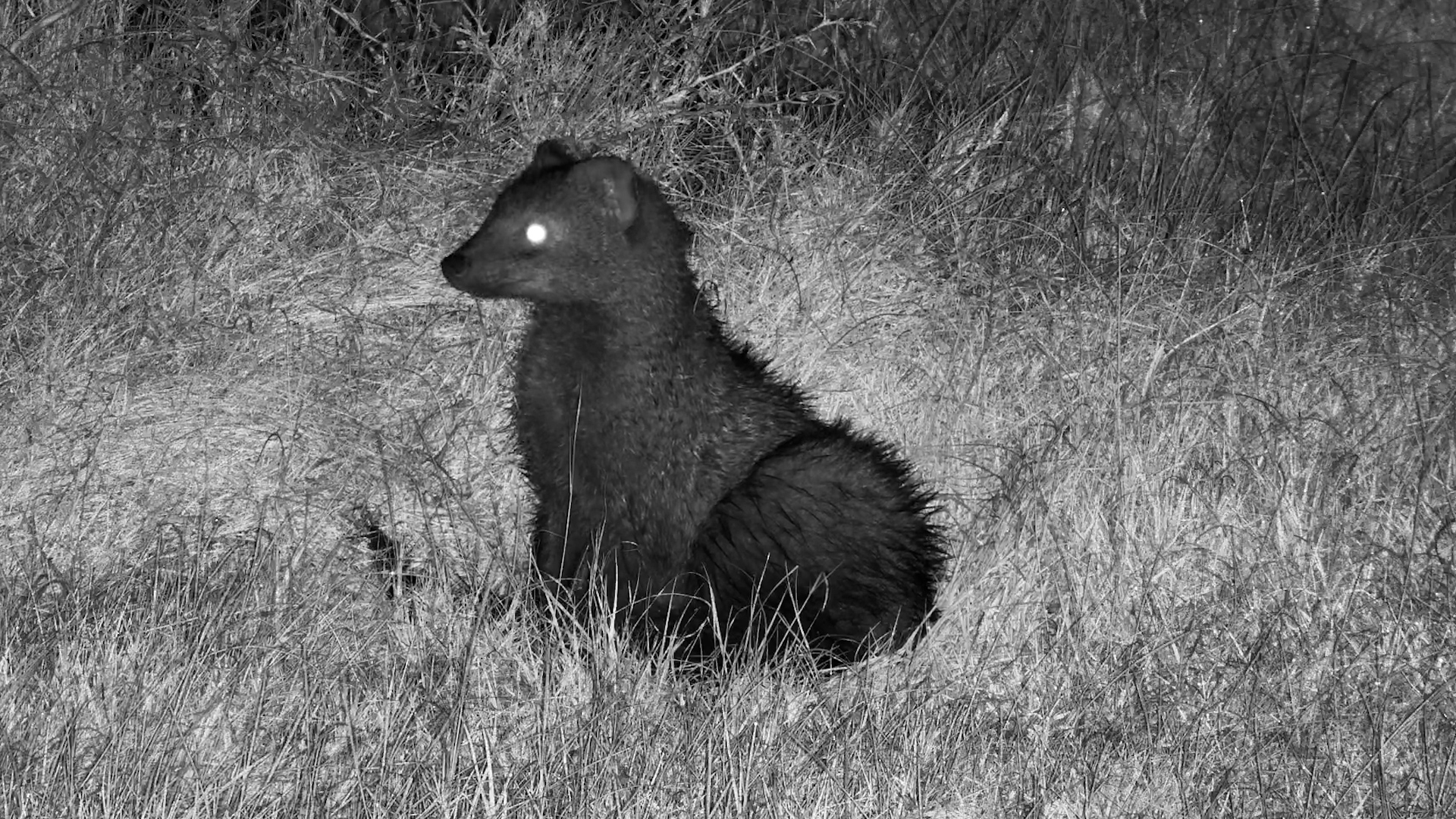Just Shadow Having a Little Lie Down in the Grass