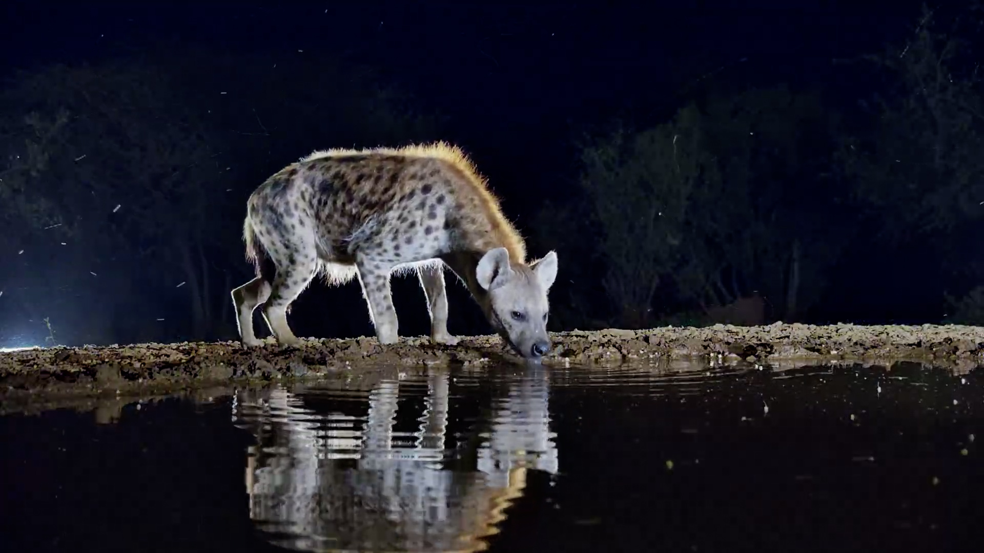 Spotted Hyena Slips In for a Drink After Dark