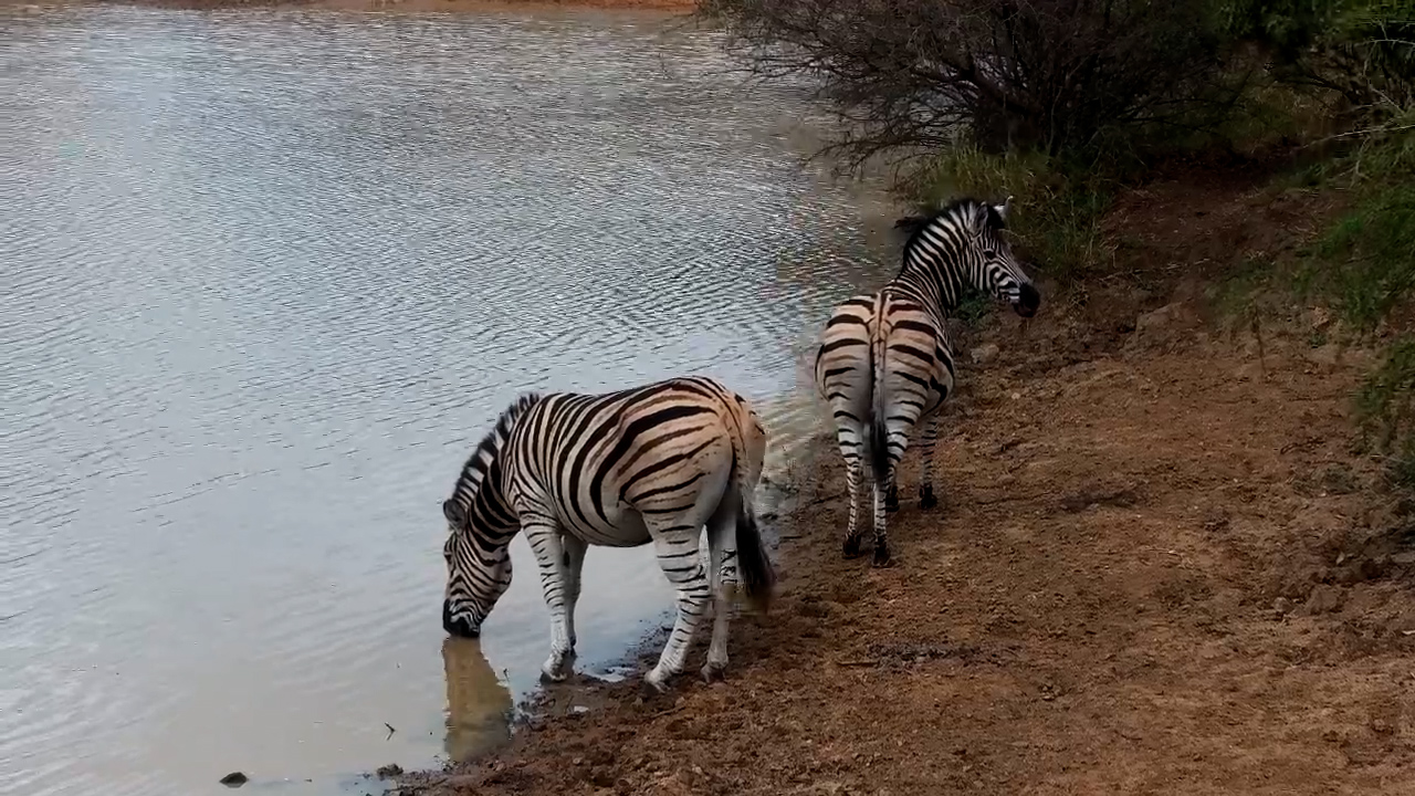 Two Zebras Stop for a Drink at Jabulani