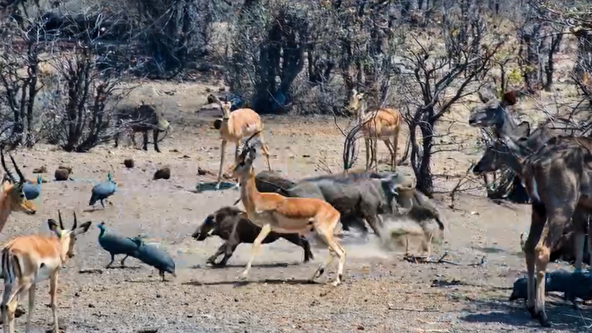 Warthog Goes on a Warpath
