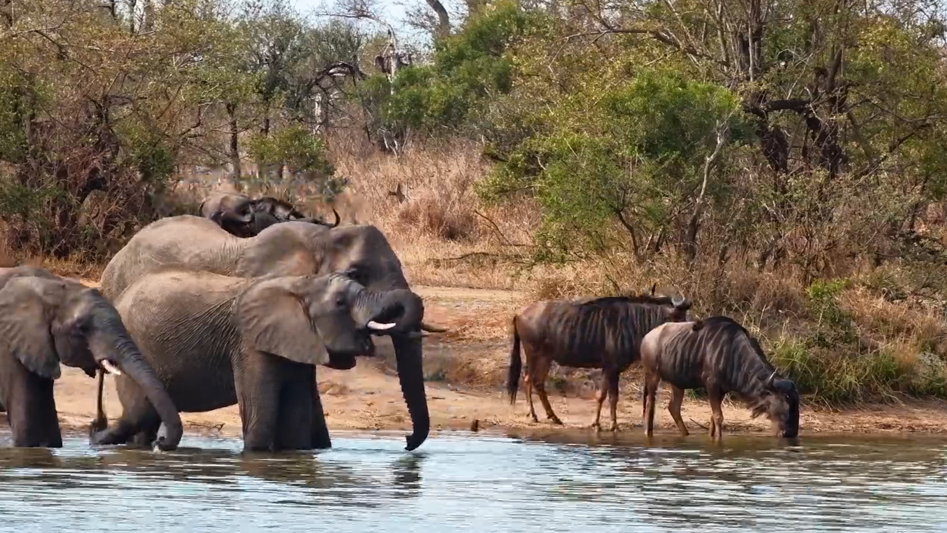 Elephants Have Company! Wildebeest Arrive for a Drink