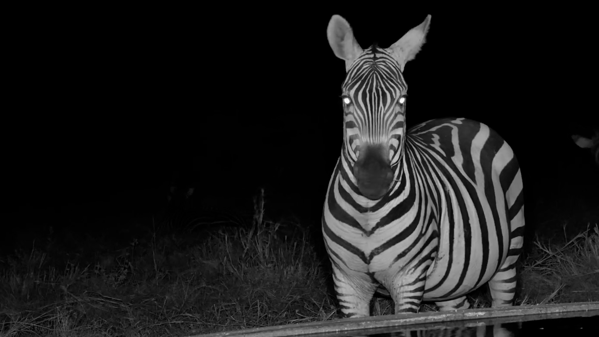 Zebra Stops by the Camera for a Yawn or Two