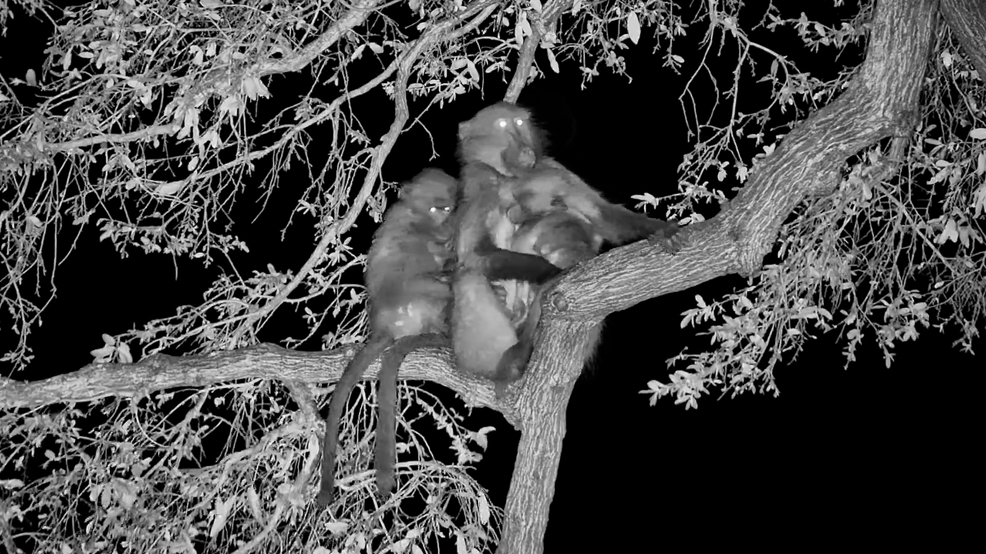Baboon Families Cuddle Up to Sleep in the Trees