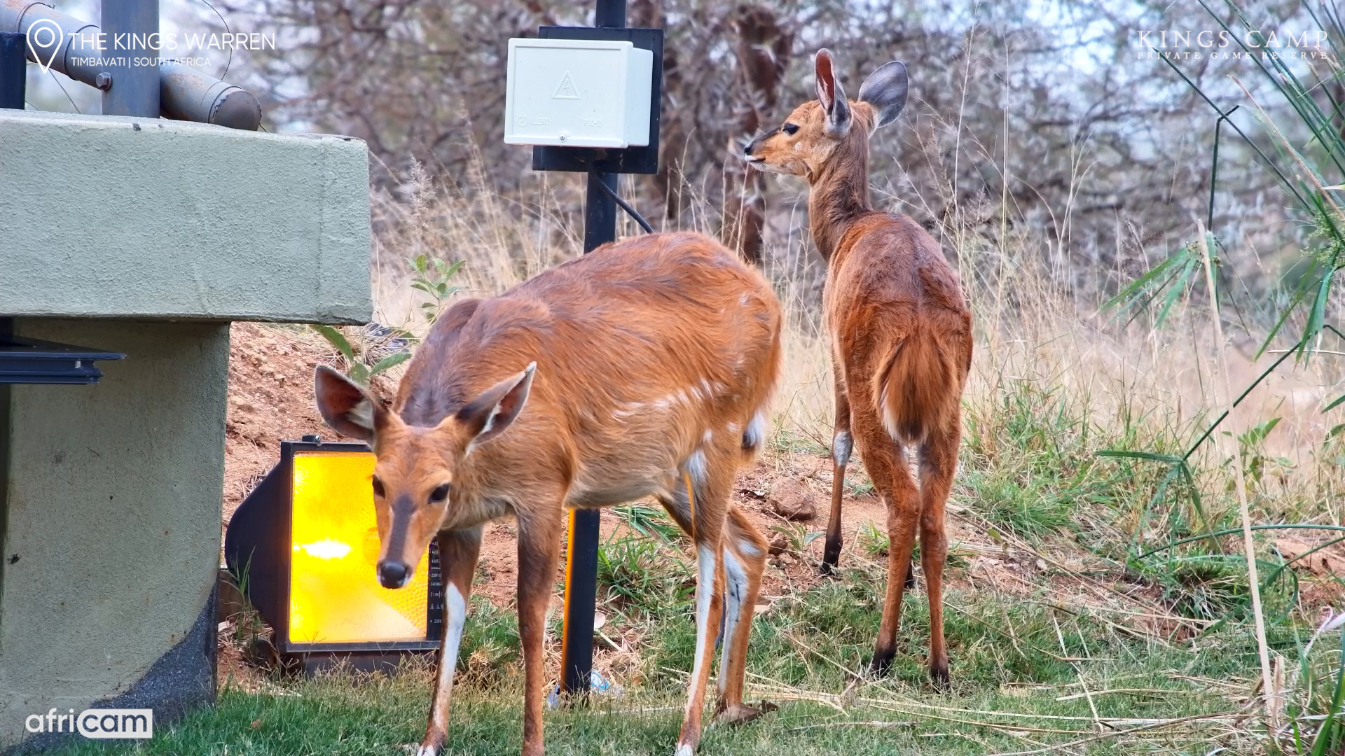 This Sweet Little Bushbuck Just Needed a Break