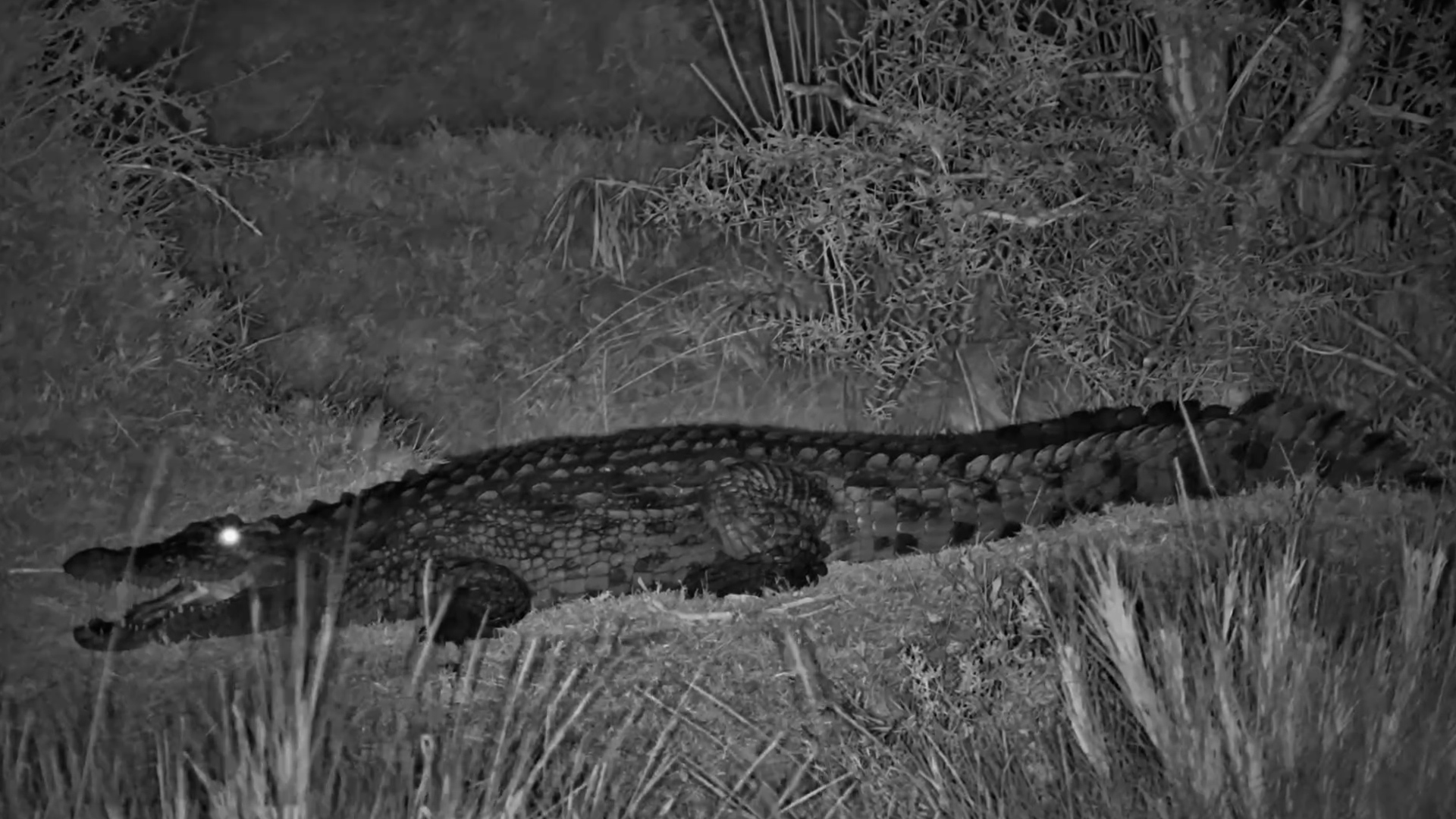 Night Falls and This Crocodile Settles In