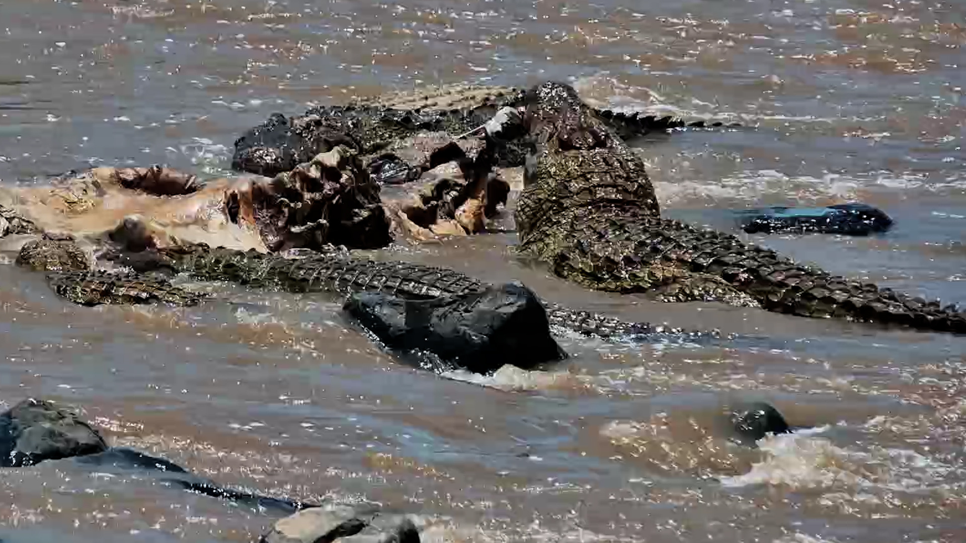 Crocodiles Use Powerful Death Rolls to Tear Into a Hippo Carcass