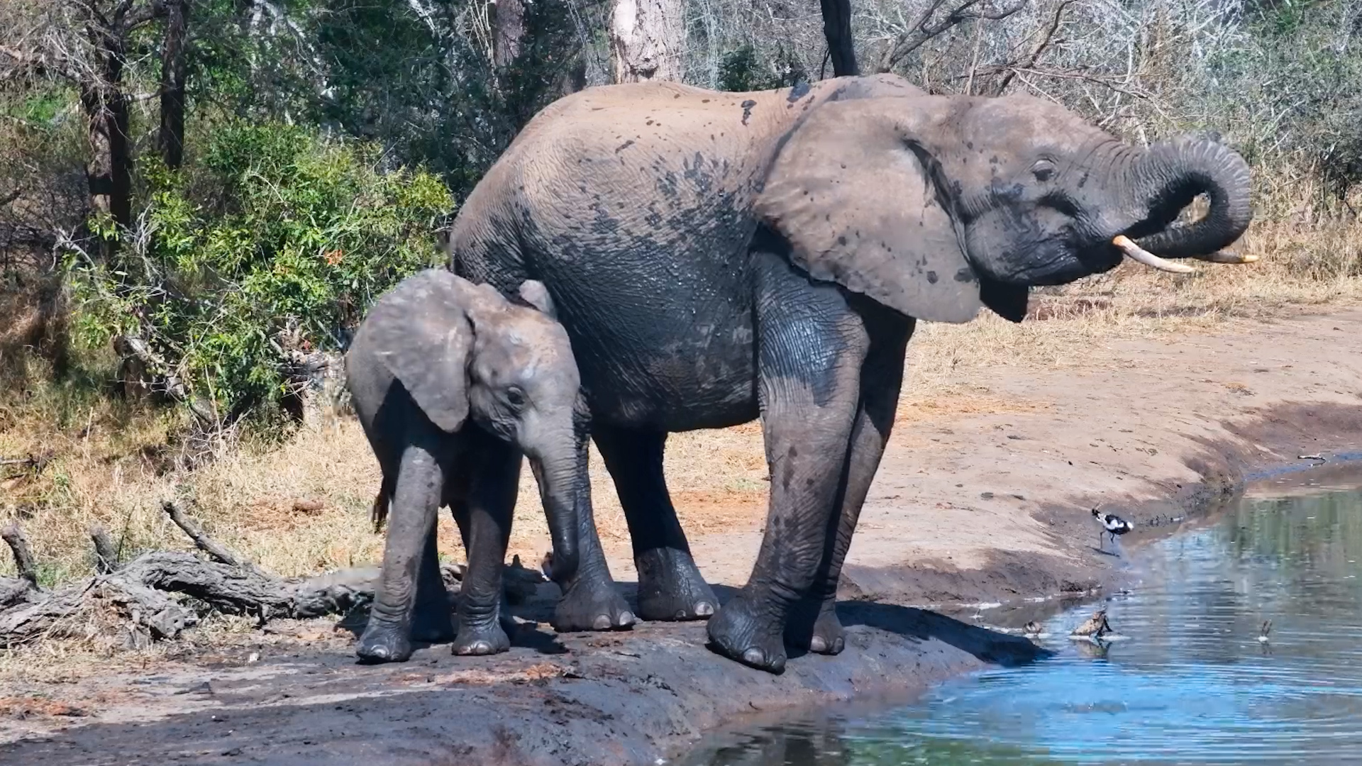 Mum Shows Her Little Elephant How It’s Done