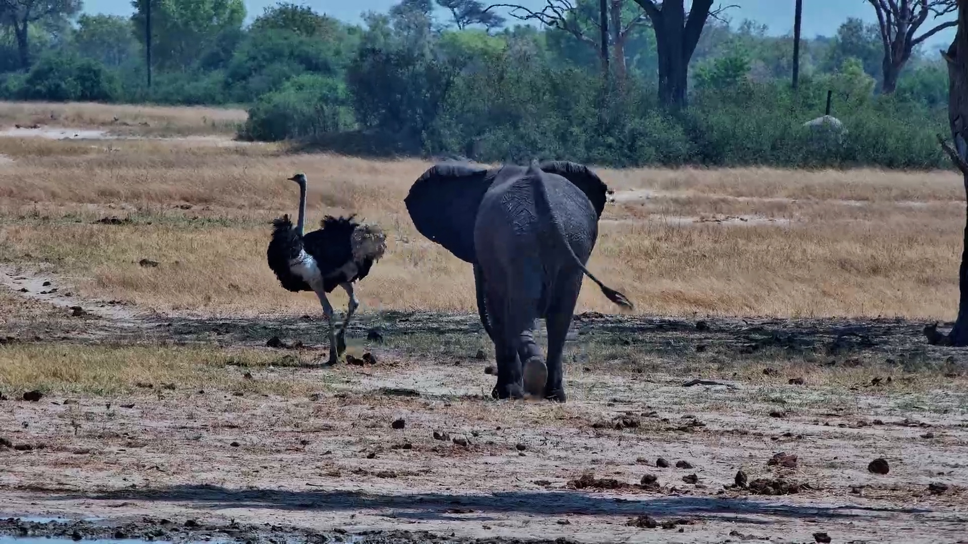 This Elephant Has Places to Be… Ostrich, Please Move