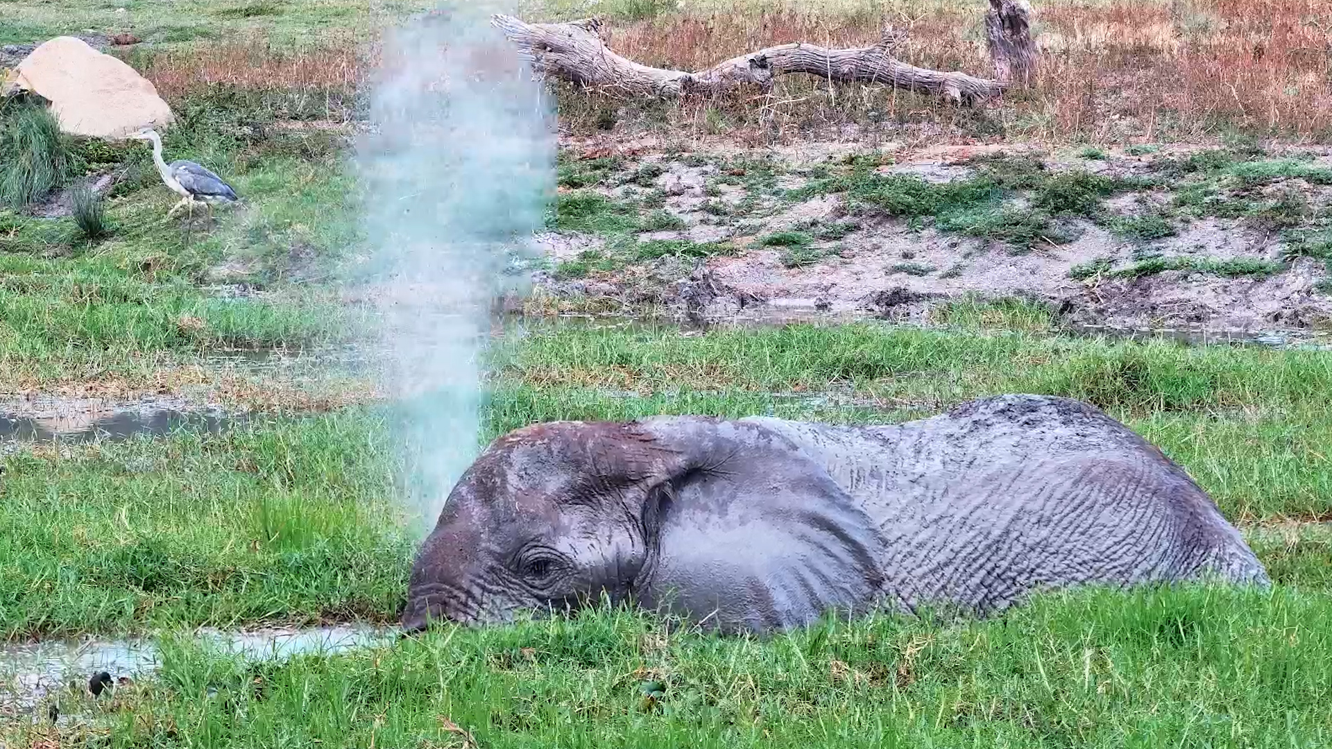 When You Can Swim and Snack at the Same Time