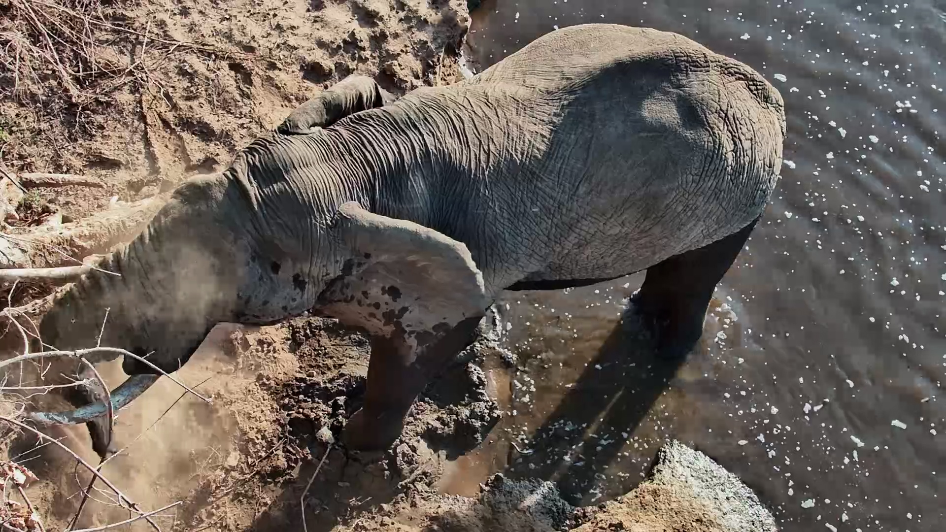 Elephant Comes Out of the Mara River… Then Walks Under the Camera