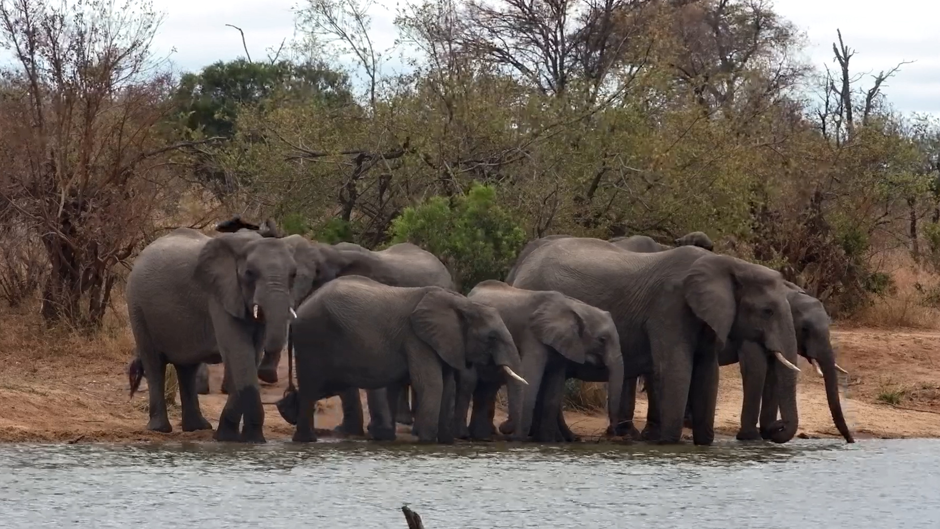 Elephant Herd Takes Over the Waterhole at Simbavati