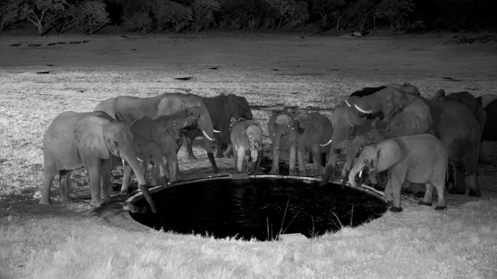 Elephants Instantly Surround Their Babies When Something Spooks Them
