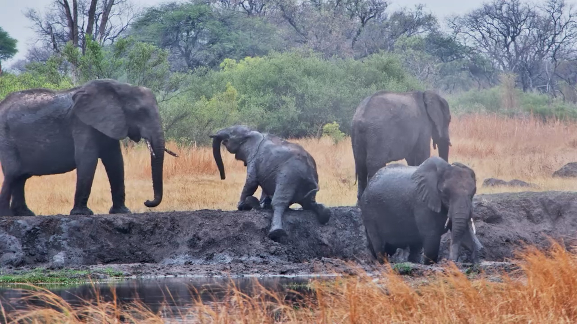 Elephants Play in the Mud… Then One Finds the Perfect Scratcher
