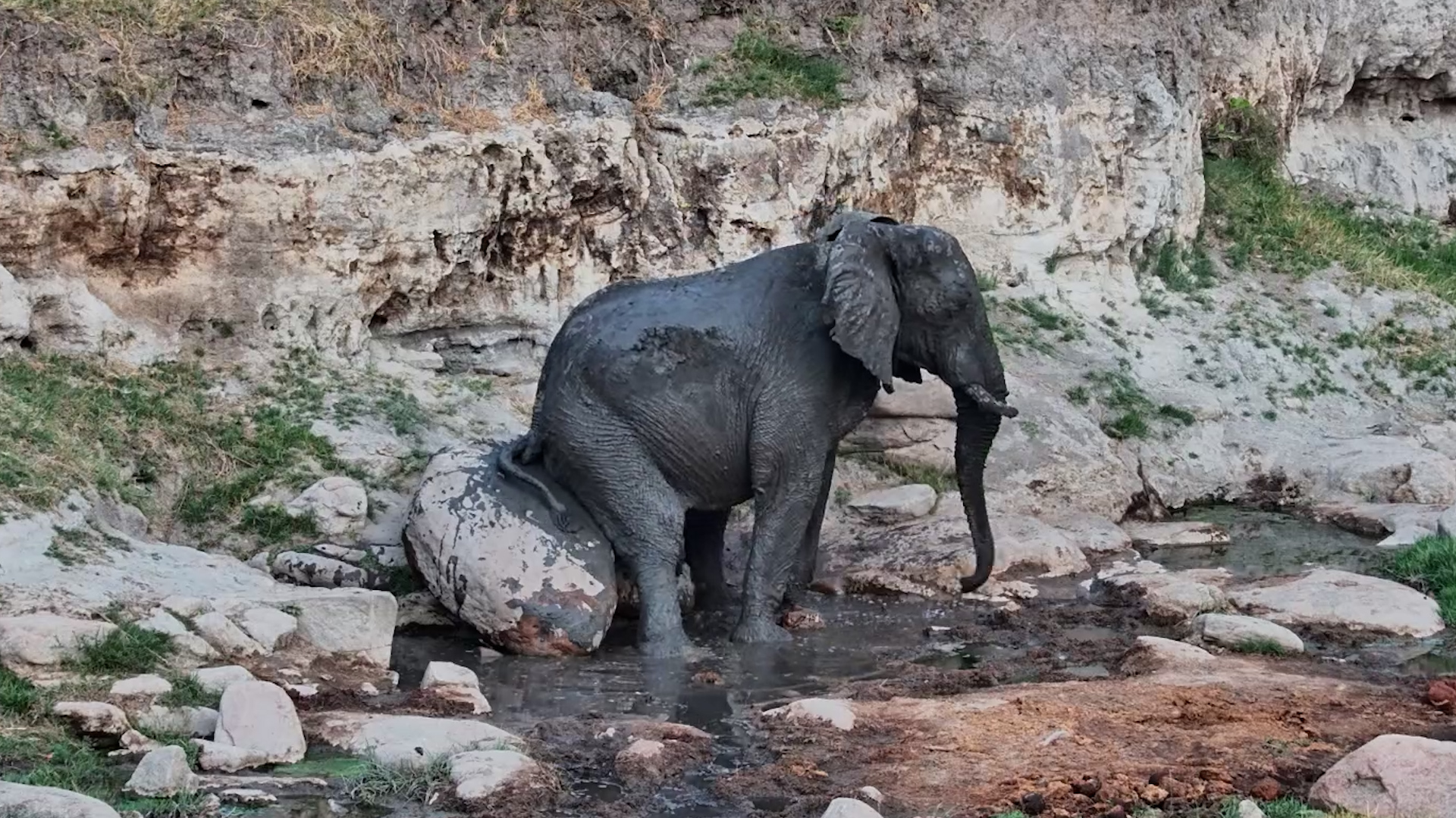 Elephant Puts This Rock to VERY Good Use