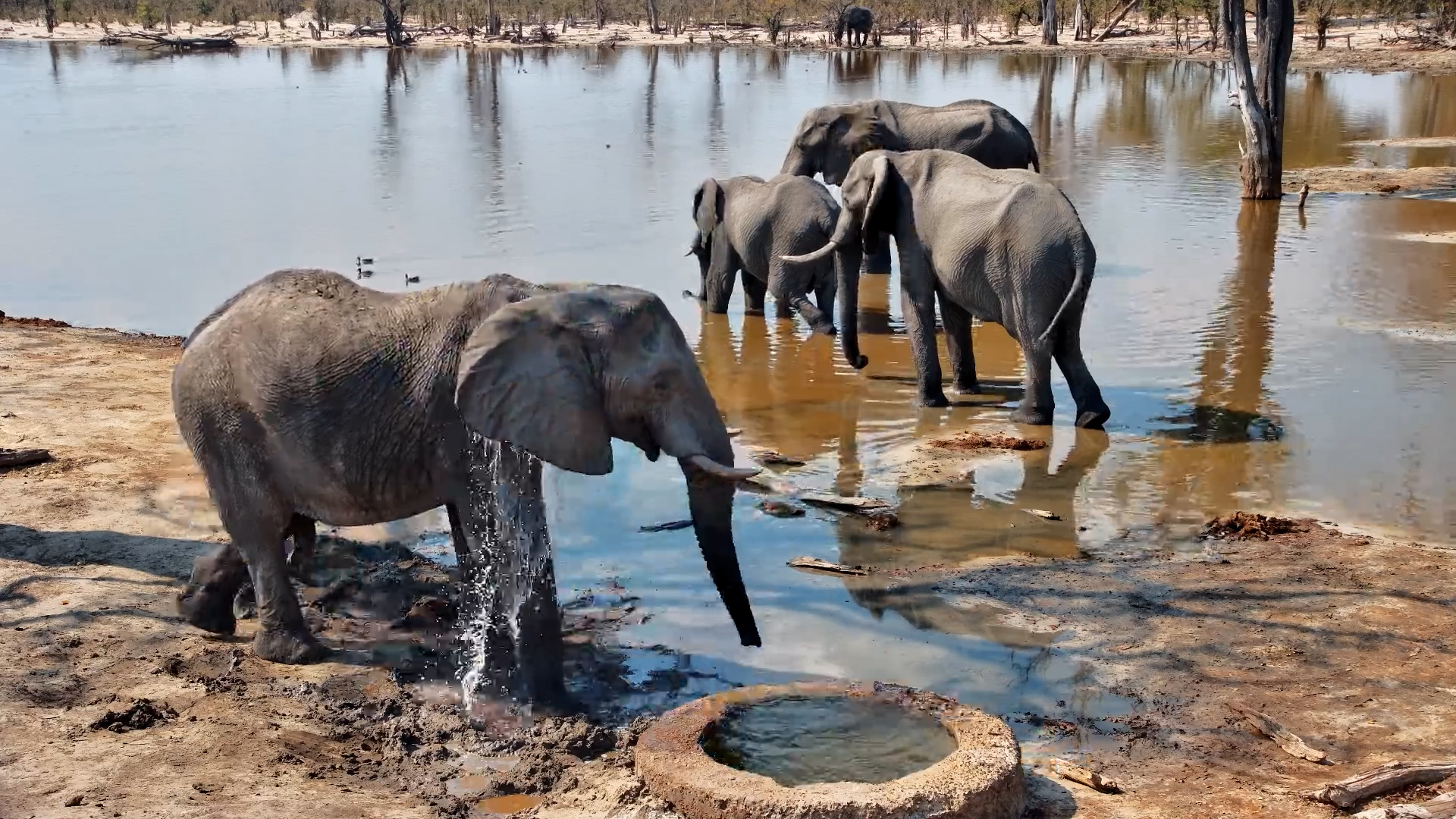 Elephant Pan Lives Up to Its Name