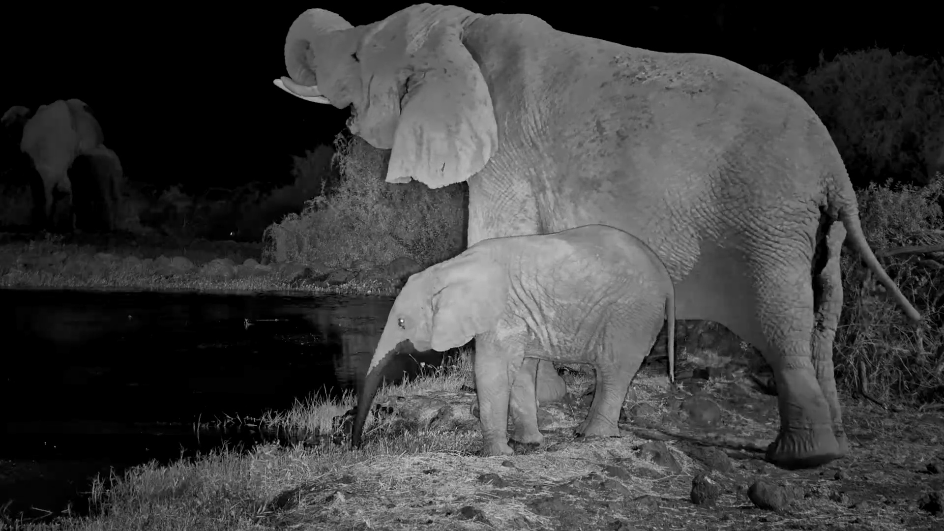 Tortilis Gets Some Very Big Visitors After Dark