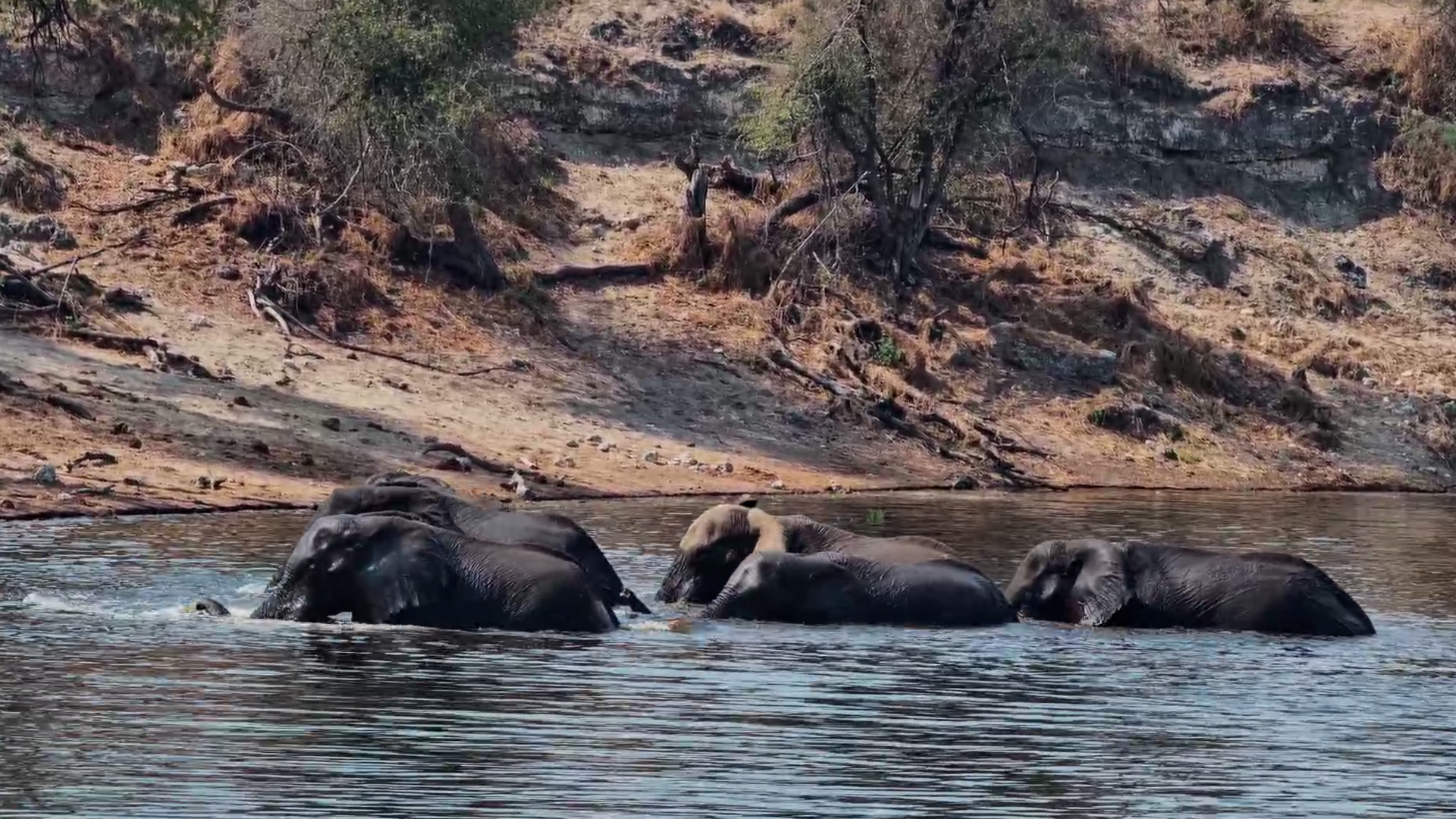 Elephants Drink, Splash and Cool Down in the Boteti