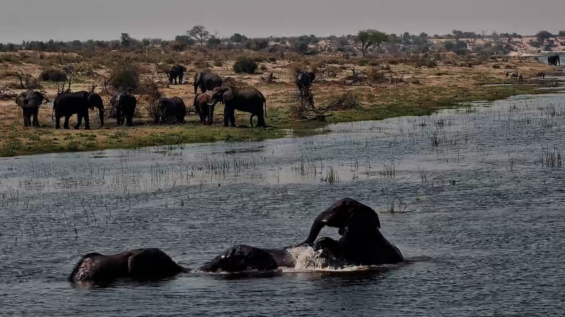 Nobody Is Getting These Elephants Out of the Water