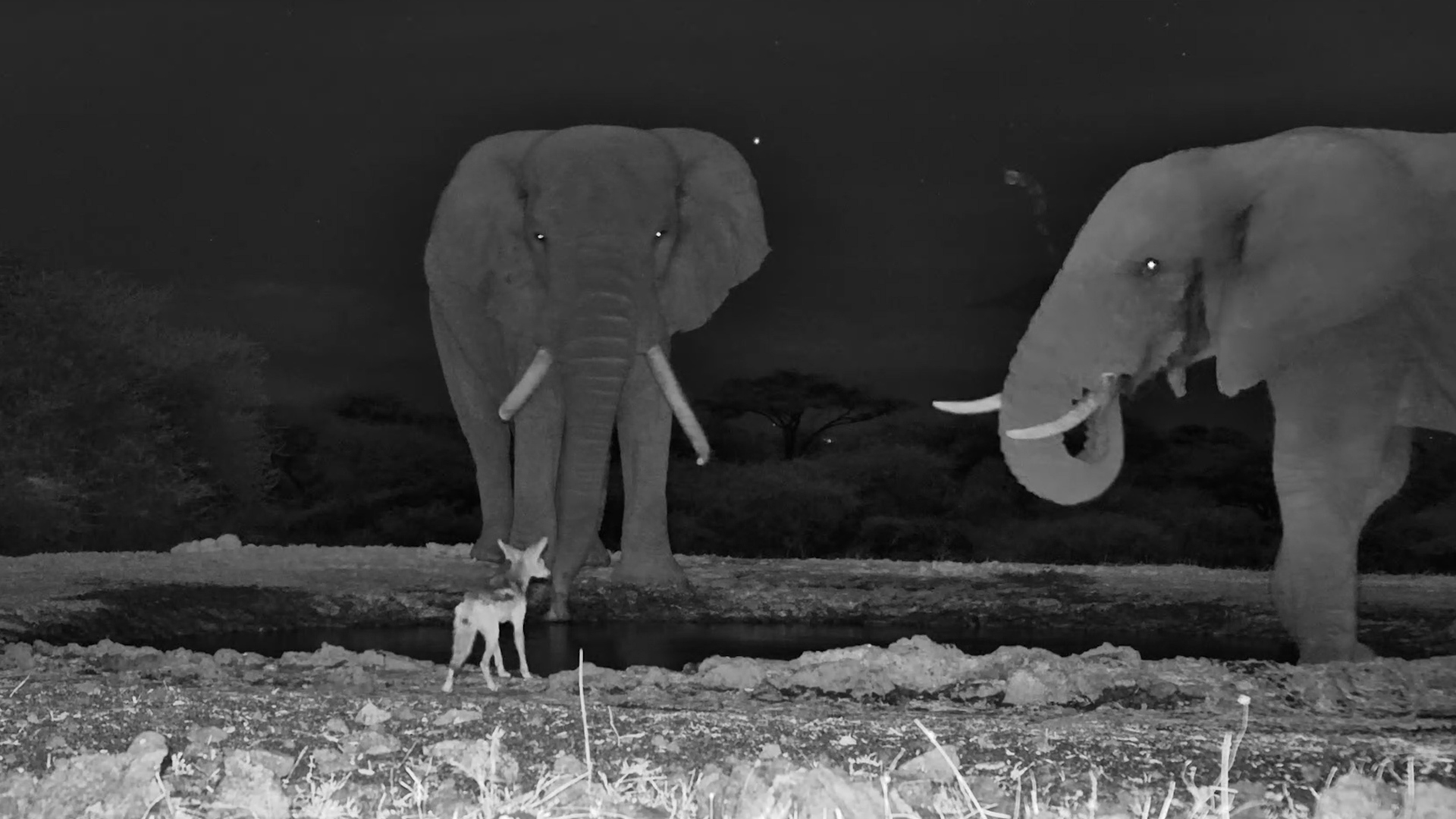 This Jackal Just Wanted a Drink… The Elephant Said NO