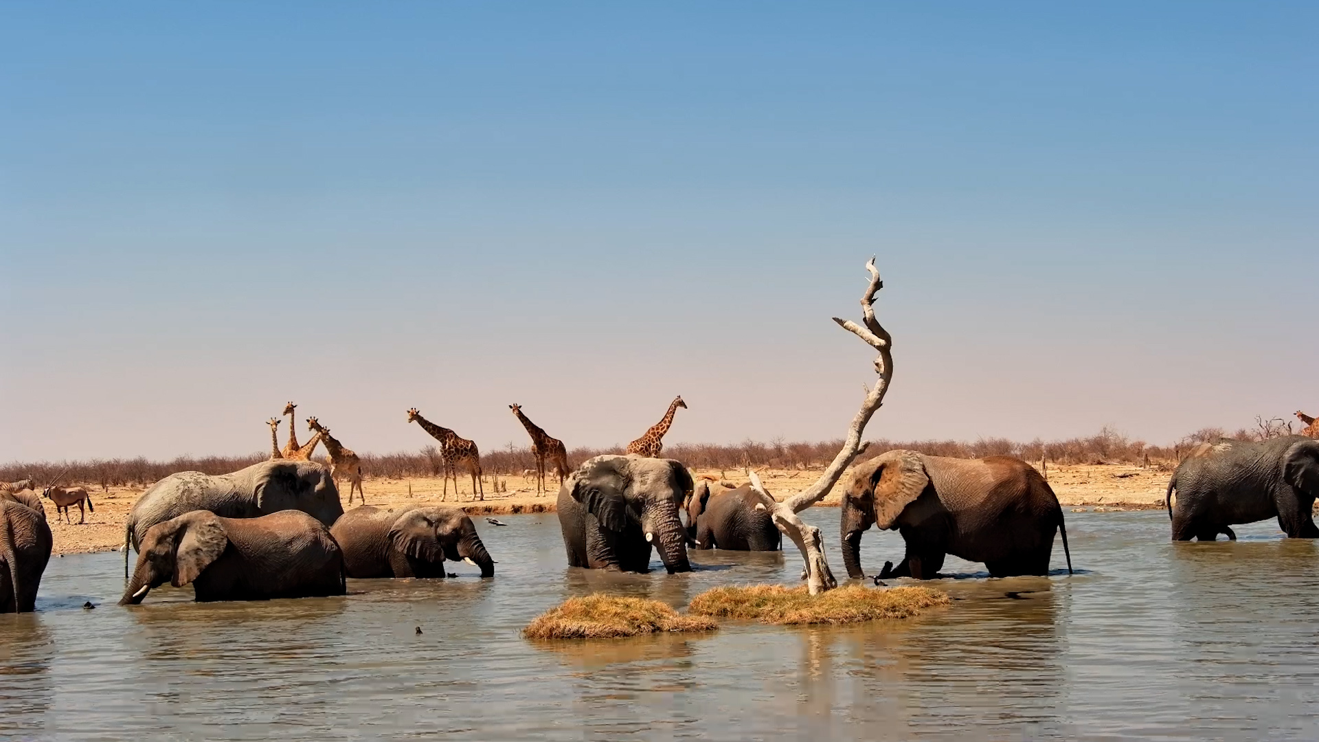 Everyone’s Hanging Out at the Waterhole Today