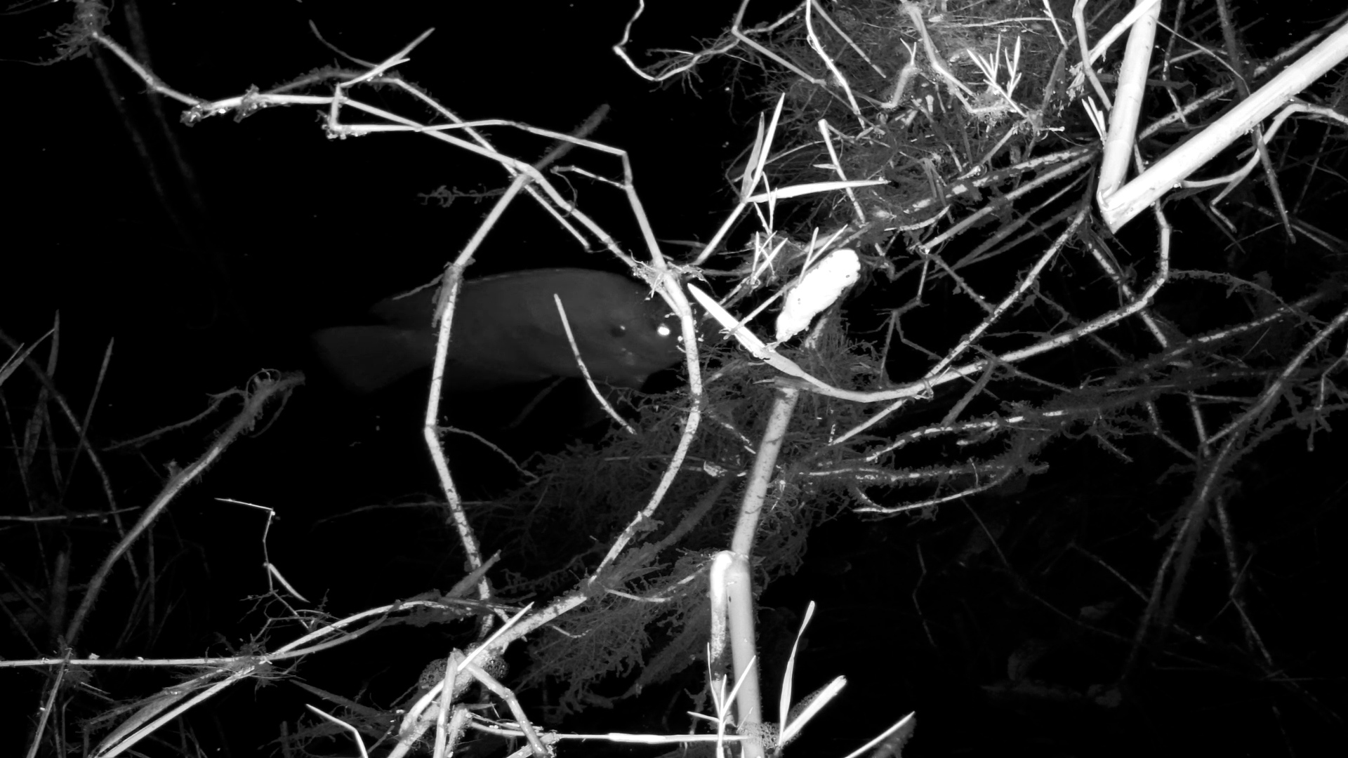 Watch the Fish Come Alive Under Infrared After Dark
