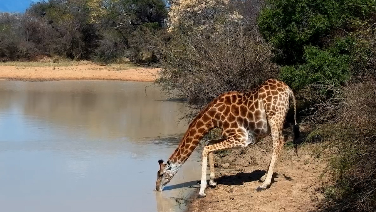 A Tall Drink of Water at Jabulani