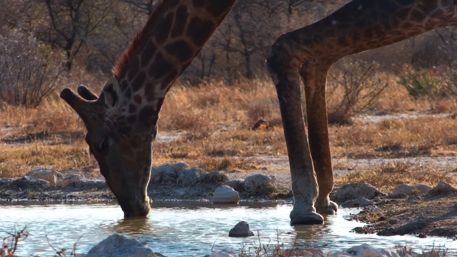 What a View! Giraffe Drinks in Silhouette