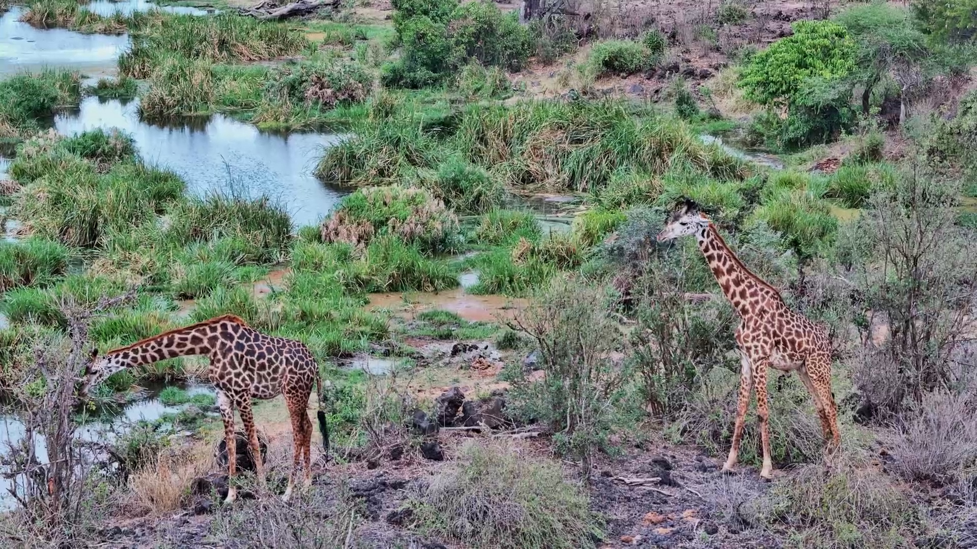 Giraffes Stroll Through Finch Hattons