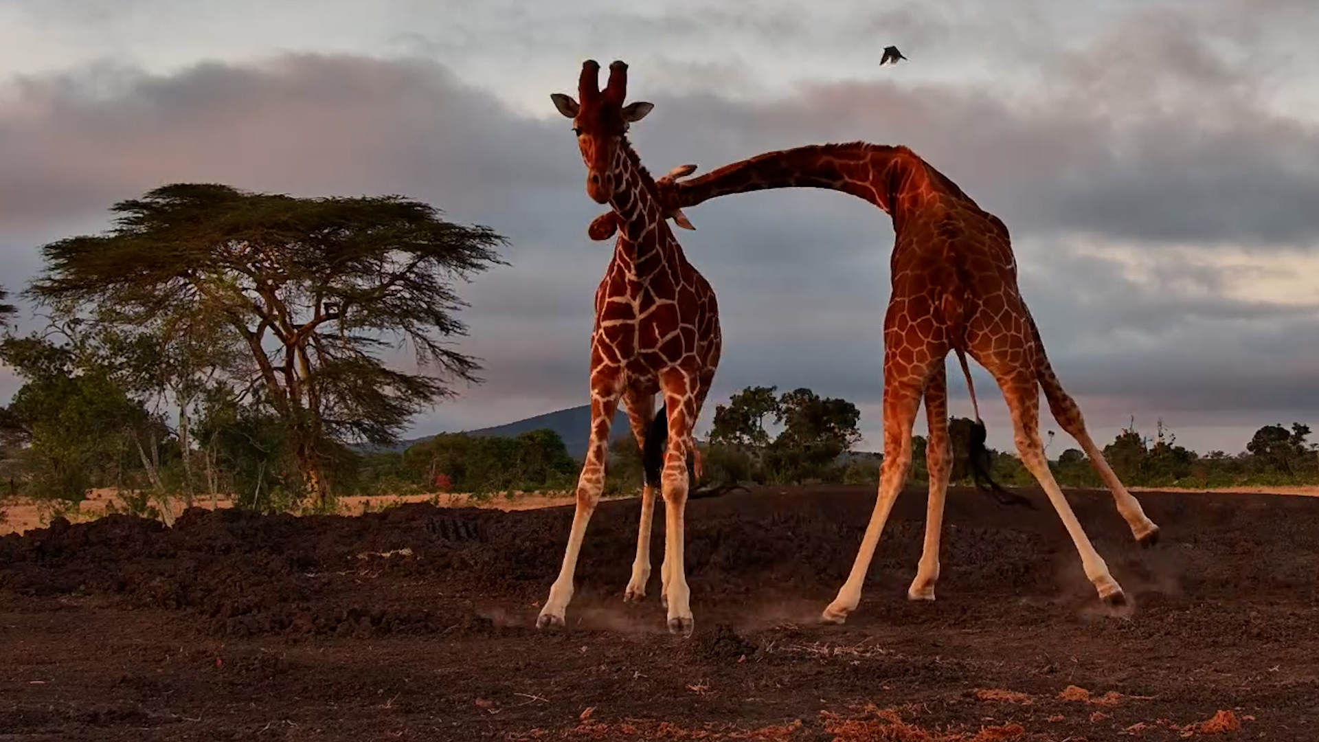 These Giraffes Couldn’t Have Picked a Better Spot
