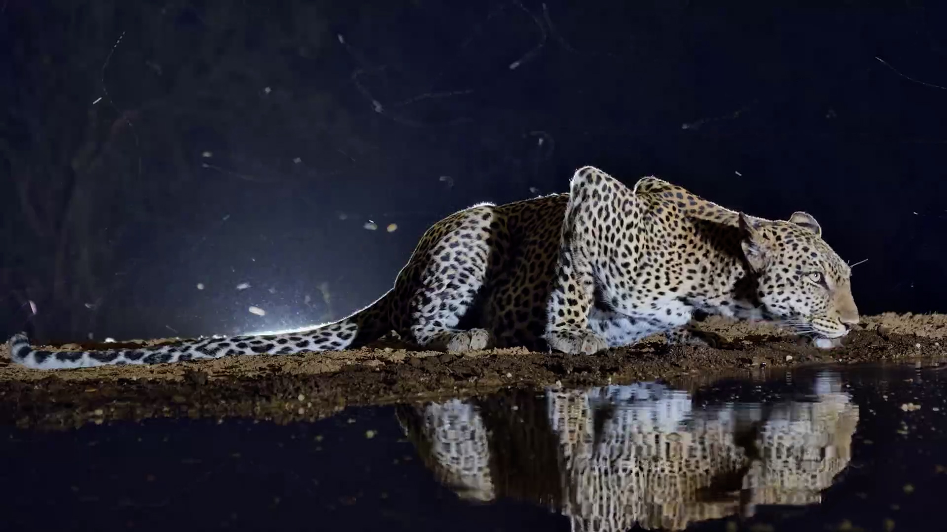 What a Beauty! Leopardess Drinks at Lentorre