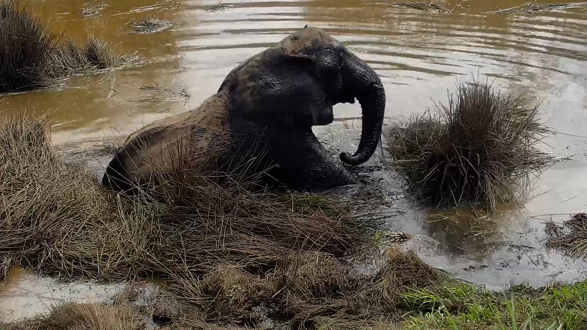 Apparently This Is a Five-Star Elephant Bed