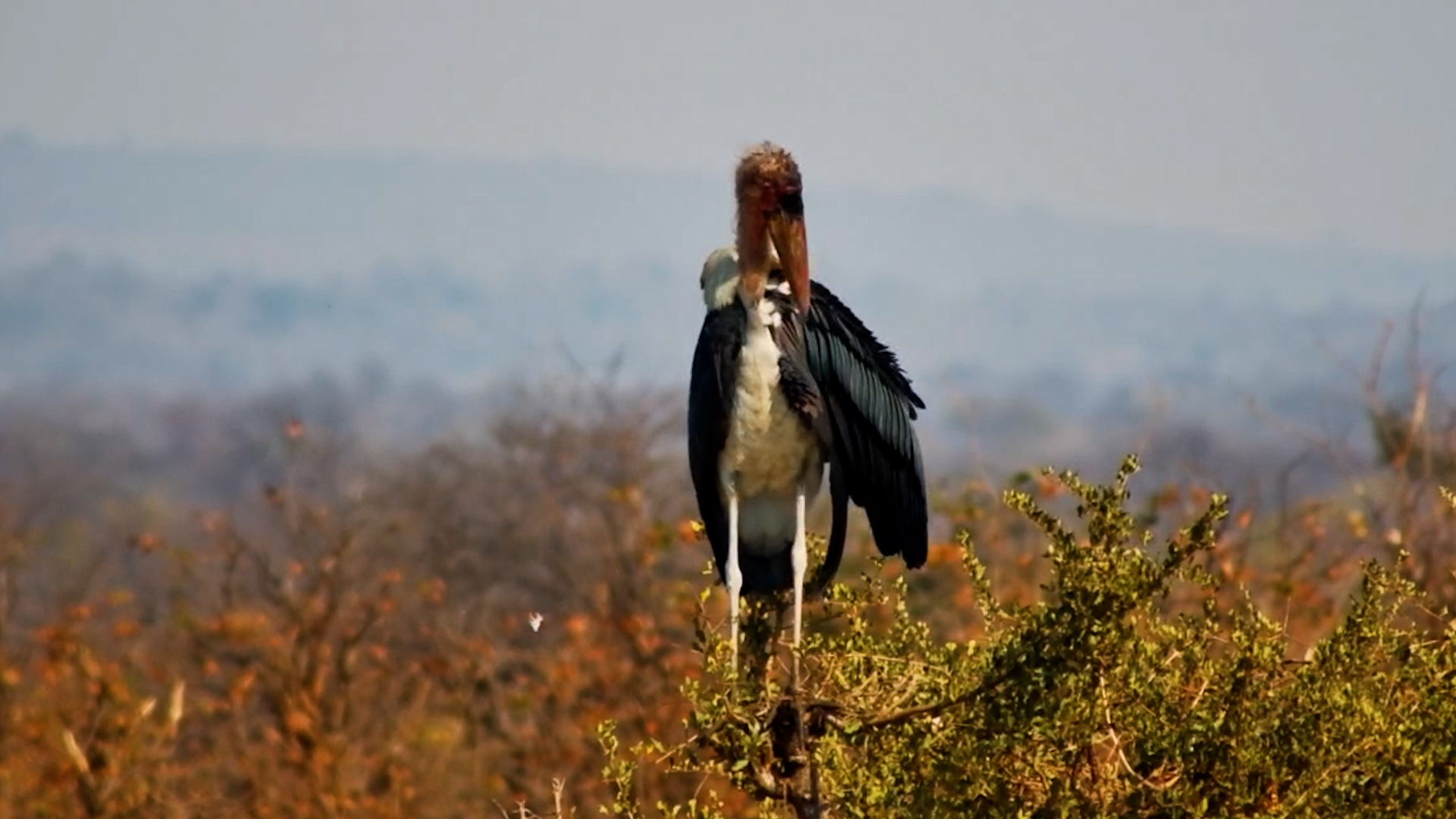 Marabou Stork Takes Grooming to New Heights