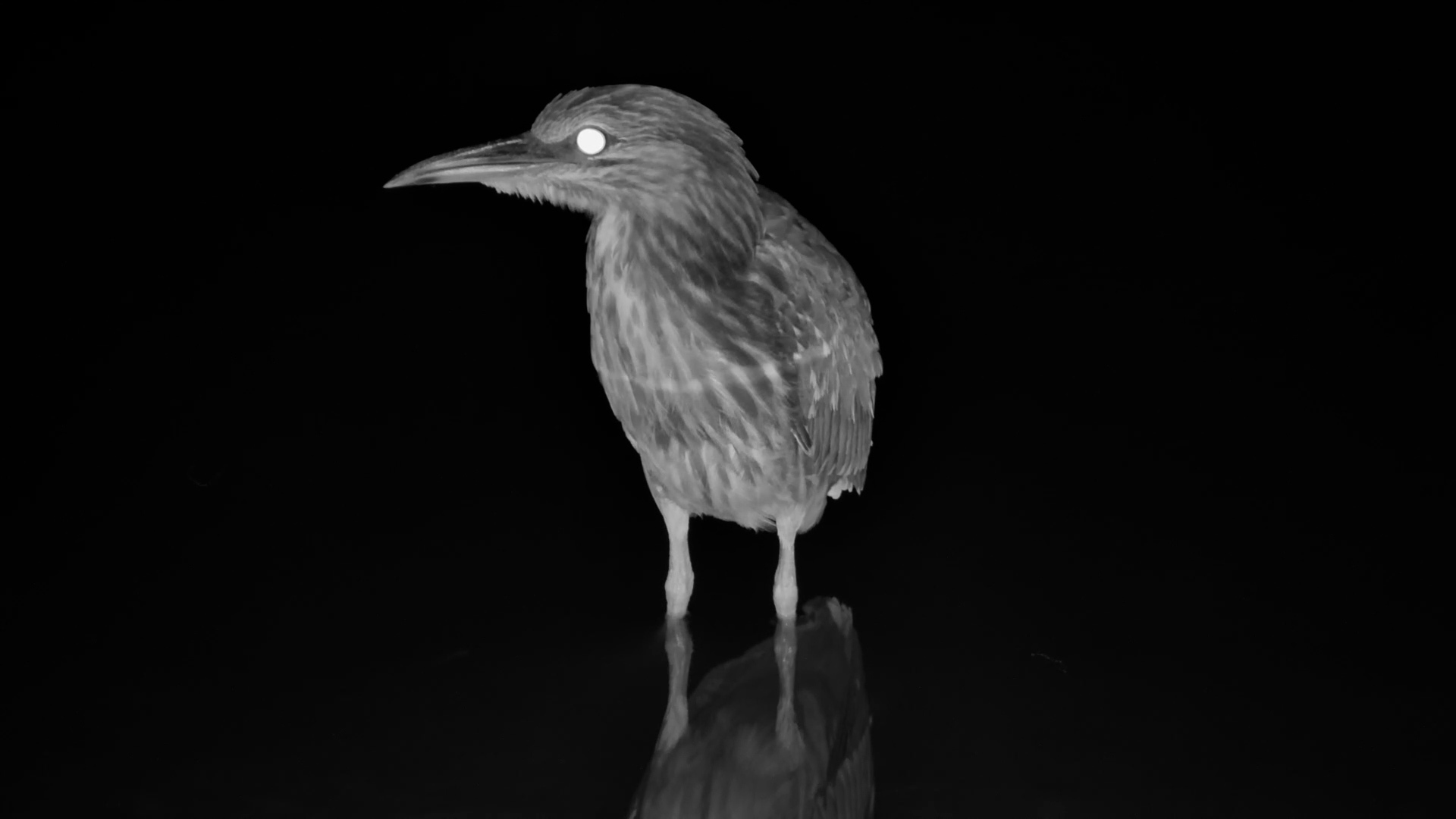 Juvenile Black-Crowned Night Heron Watches the Water