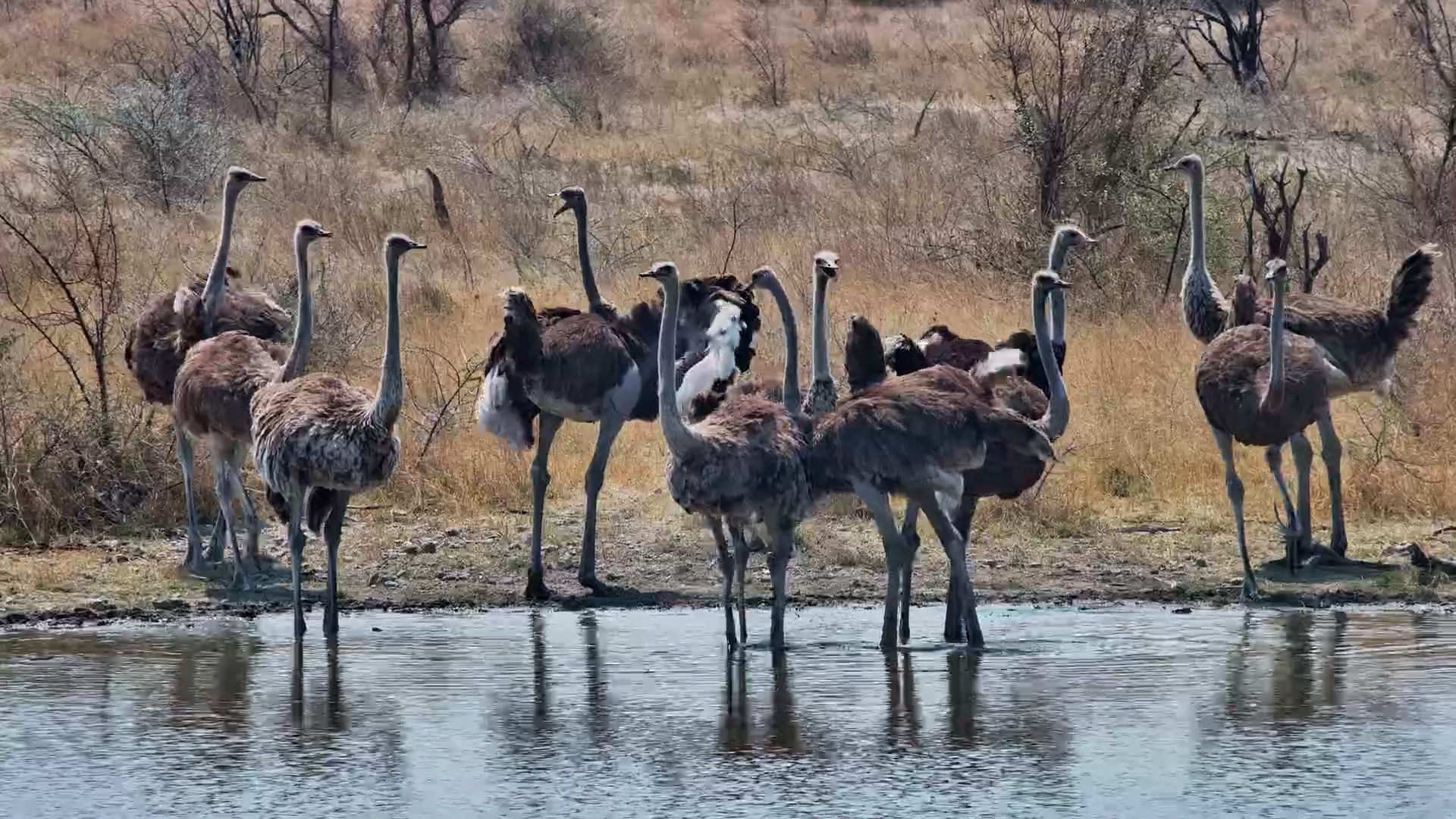 Here Come the Ostriches! A Thirsty Flock Arrives