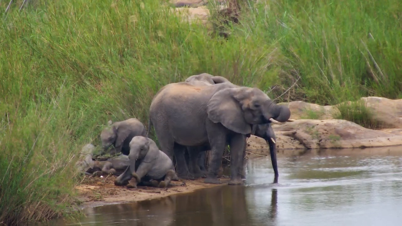 Playful Elephant Calves Have the Best Time at the Sabi River