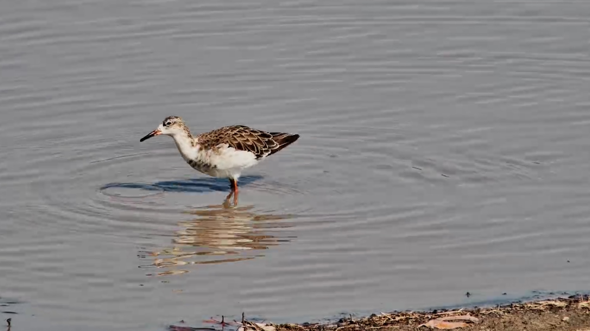 Ruff Gets to Work Foraging in the Shallows