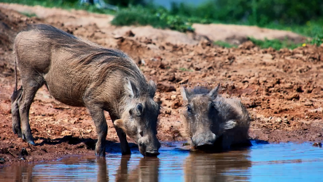 Warthog Family Finds Everything They Need at Founders
