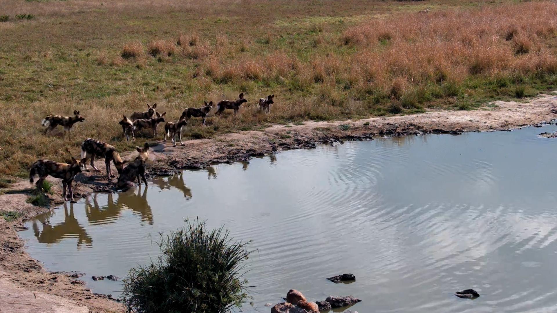 Wild Dog Pack Stops for Water Before Heading Back Into the Wild