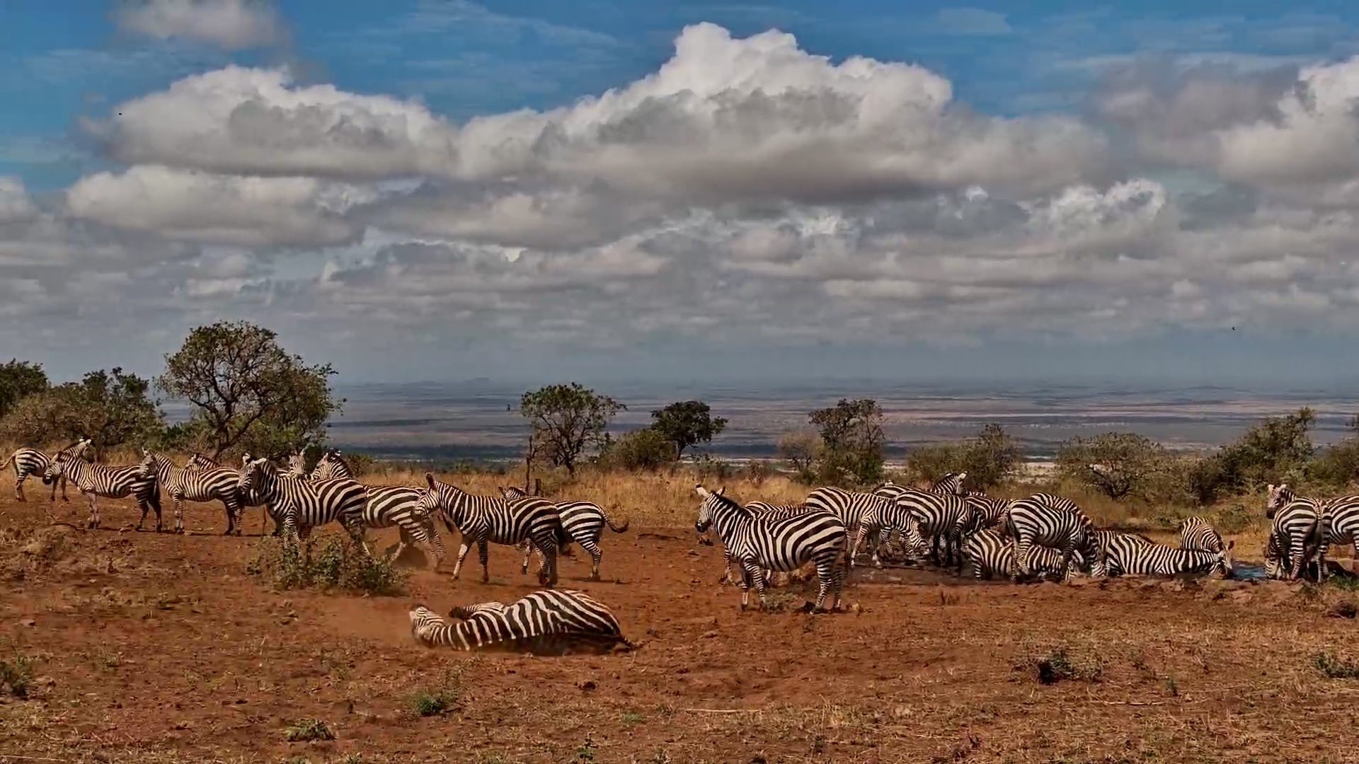 The Waterhole Suddenly Fills With Stripes