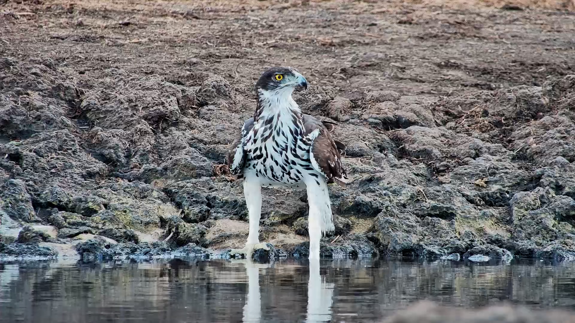An African Hawk-Eagle Has a Thirst to Match Its Stare