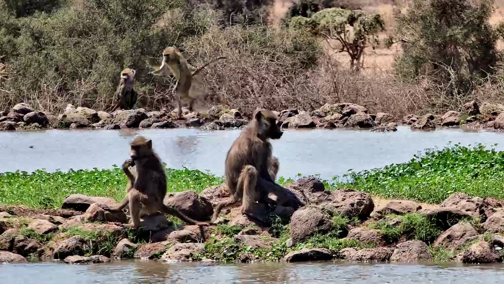 These Baboons Came to Swim, Not Just Sip