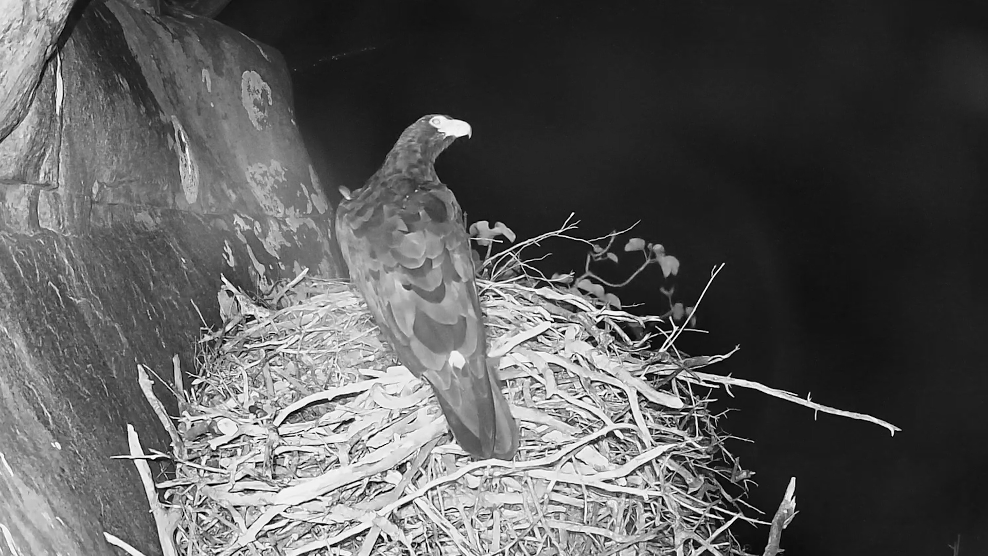 A Black Eagle in the Darkness, Watching and Waiting