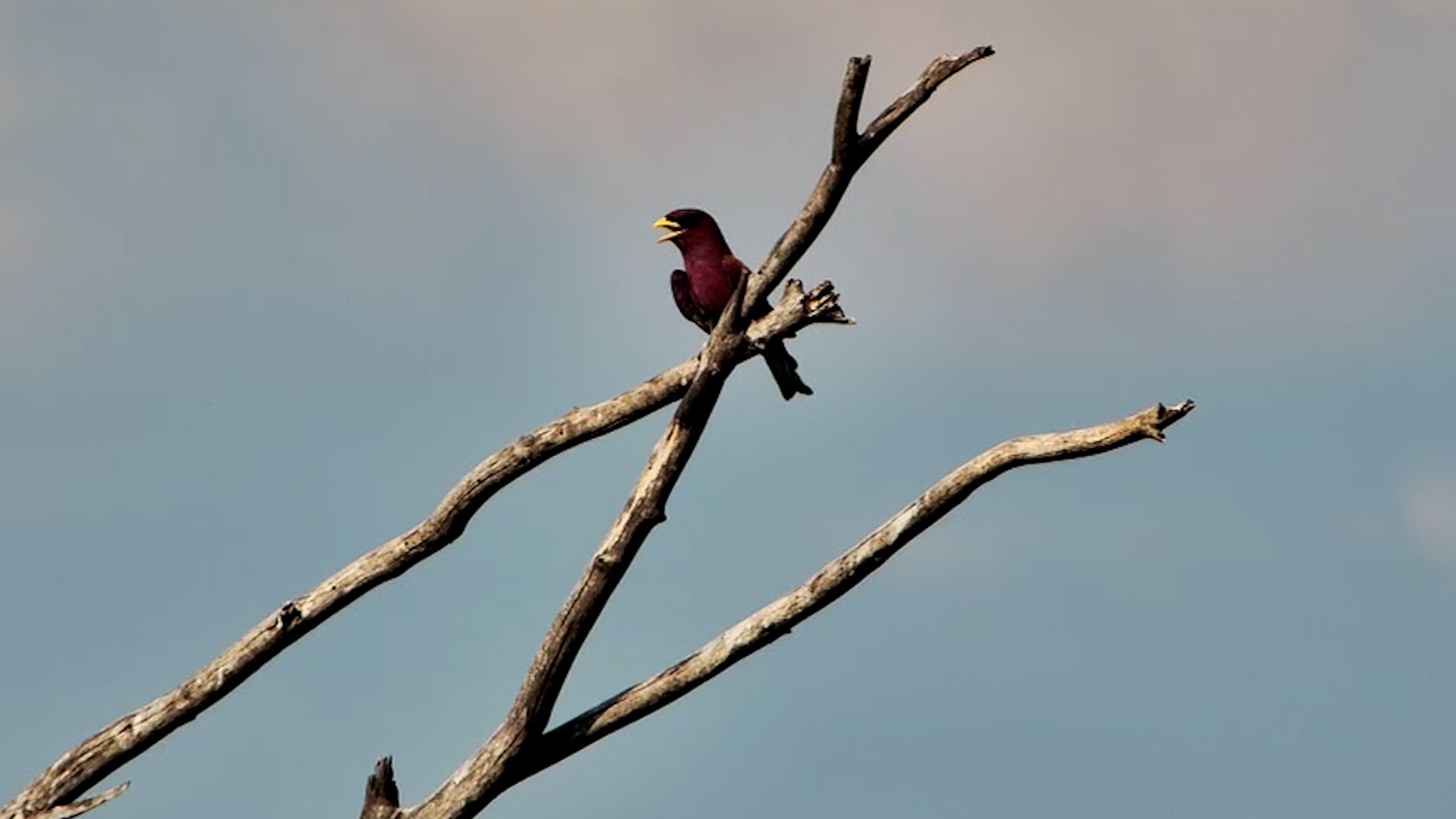 A Broad-Billed Roller Shows Off Its Remarkable Colours