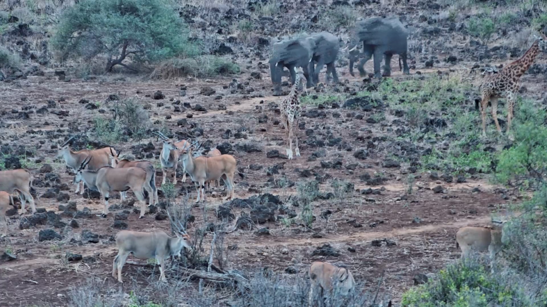 Three African Giants Cross Paths - Eland, Elephant and Giraffe!